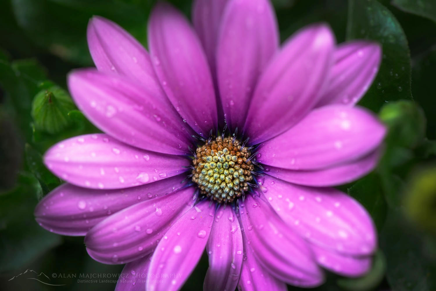 Purple African Daisy #68437
