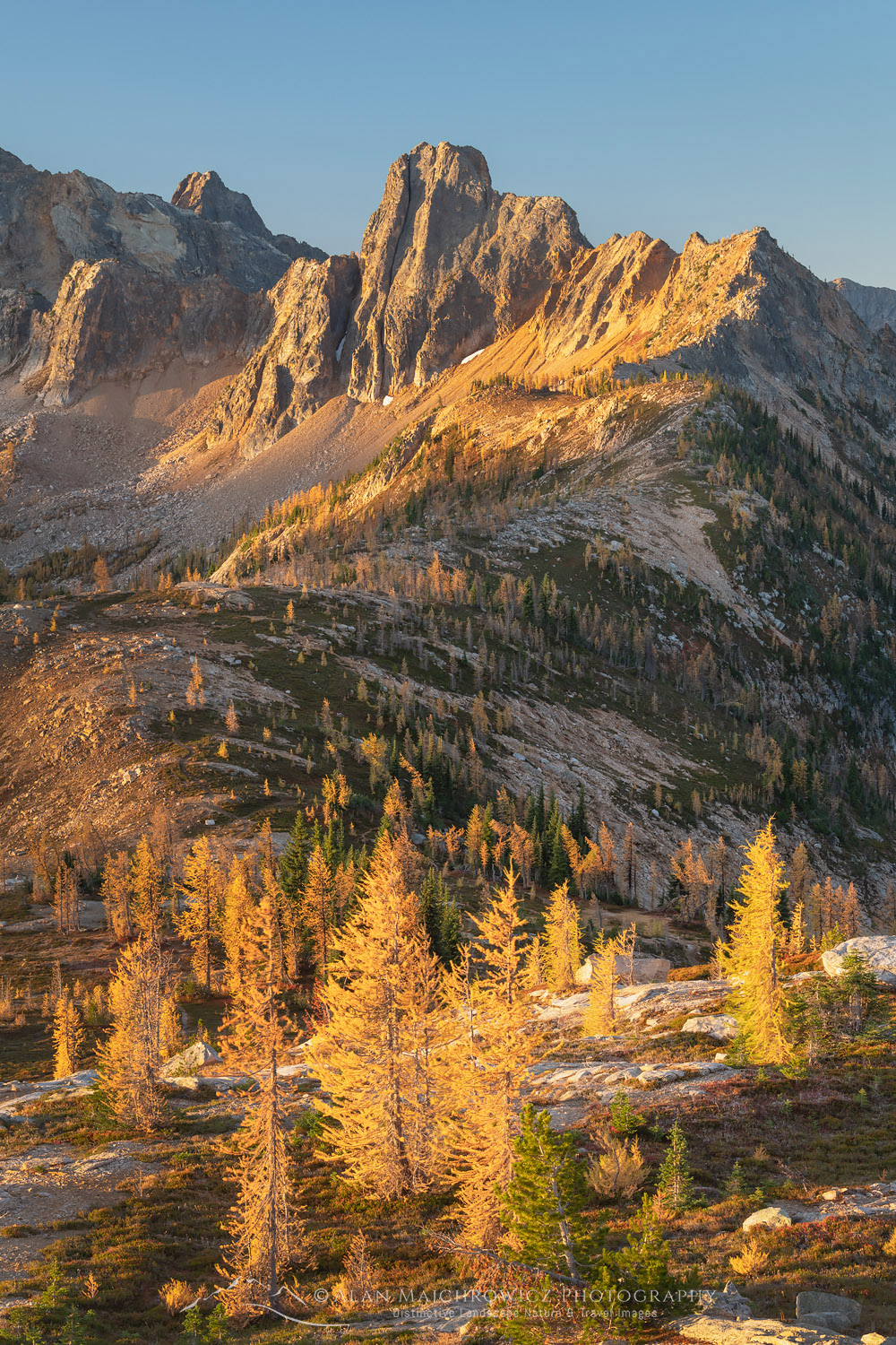 Subalpine Larches (Larix lyallii) in golden autumn color at Cutthroat Pass. Cutthroat Peak is in the distance. North Cascades Washington #70440