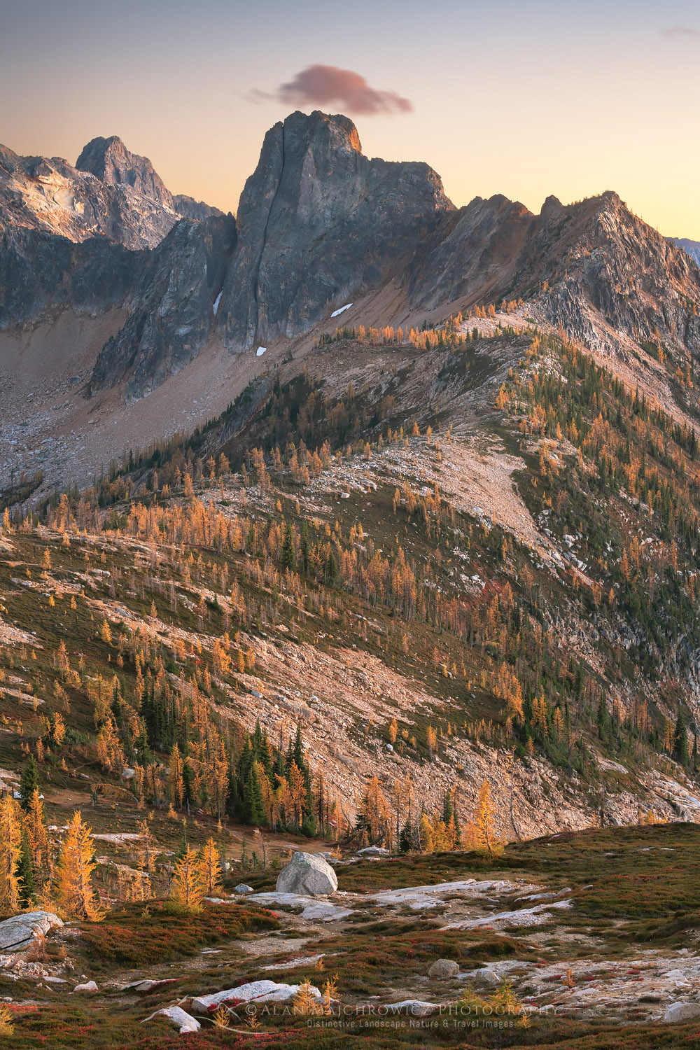 Subalpine Larches (Larix lyallii) in golden autumn color at Cutthroat Pass. Cutthroat Peak is in the distance. North Cascades Washington #70427