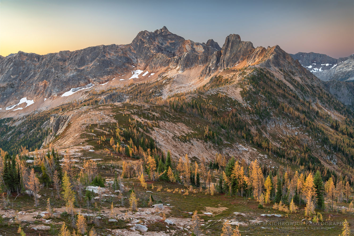 Subalpine Larches (Larix lyallii) in golden autumn color at Cutthroat Pass. Cutthroat Peak is in the distance. North Cascades Washington #70430