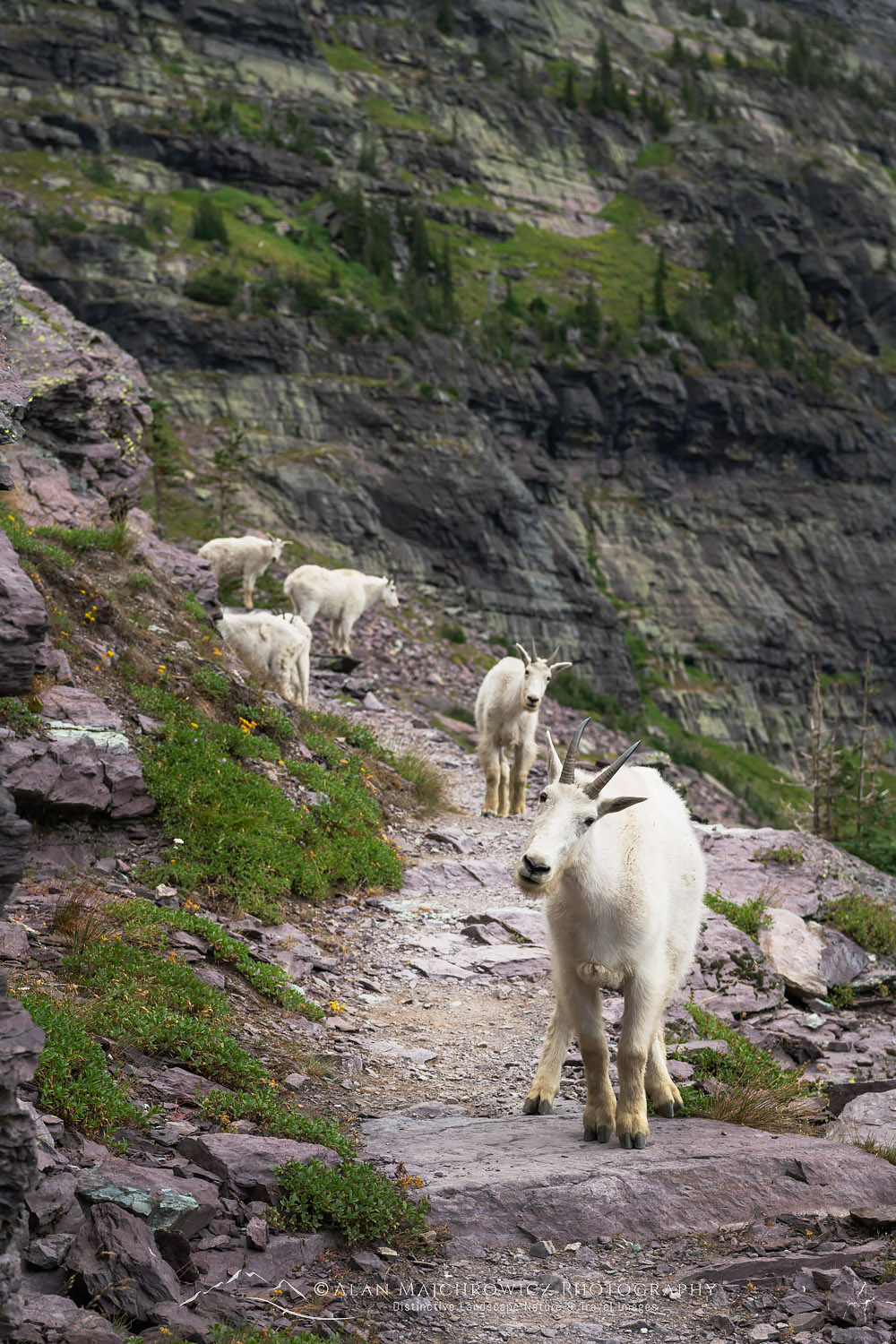 Mountain Goats (Oreamnos americanus) on Comeau Pass Trail, Glacier National Park Montana #69756