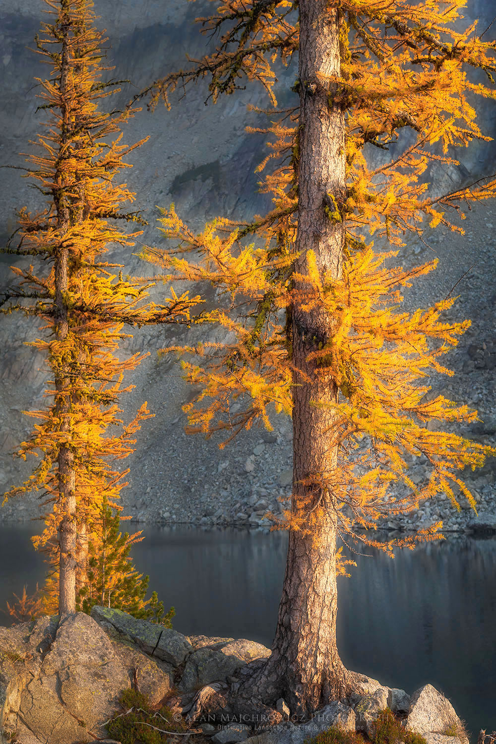 Subalpine Larches (Larix lyallii) in golden autumn color. Stiletto Lake, North Cascades National Park Washington #70208or