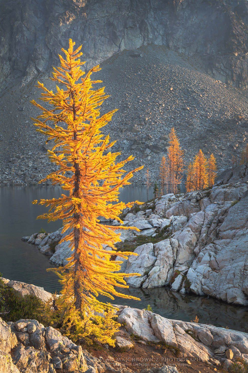 Subalpine Larches (Larix lyallii) in golden autumn color. Stiletto Lake, North Cascades National Park Washington #70213