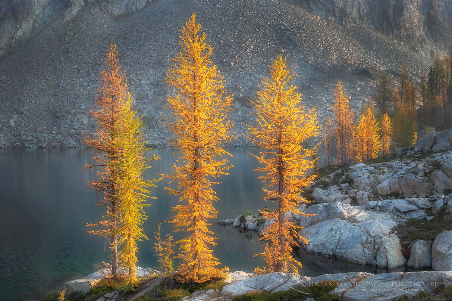 Subalpine Larches (Larix lyallii) in golden autumn color. Stiletto Lake, North Cascades National Park Washington #70220or