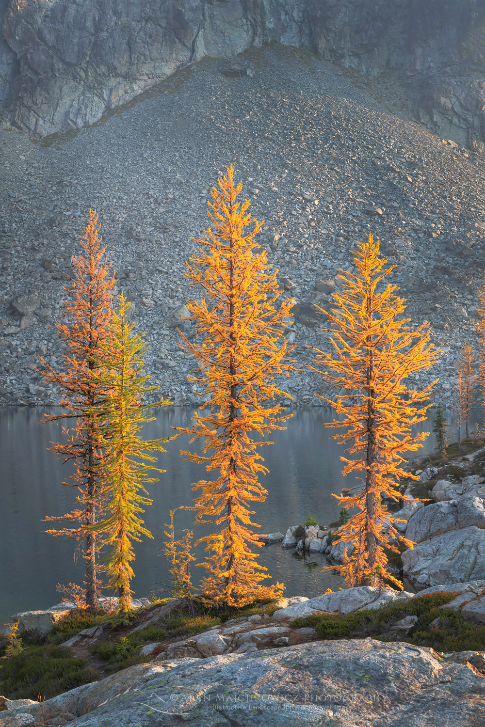 Subalpine Larches (Larix lyallii) in golden autumn color. Stiletto Lake, North Cascades National Park Washington #70220