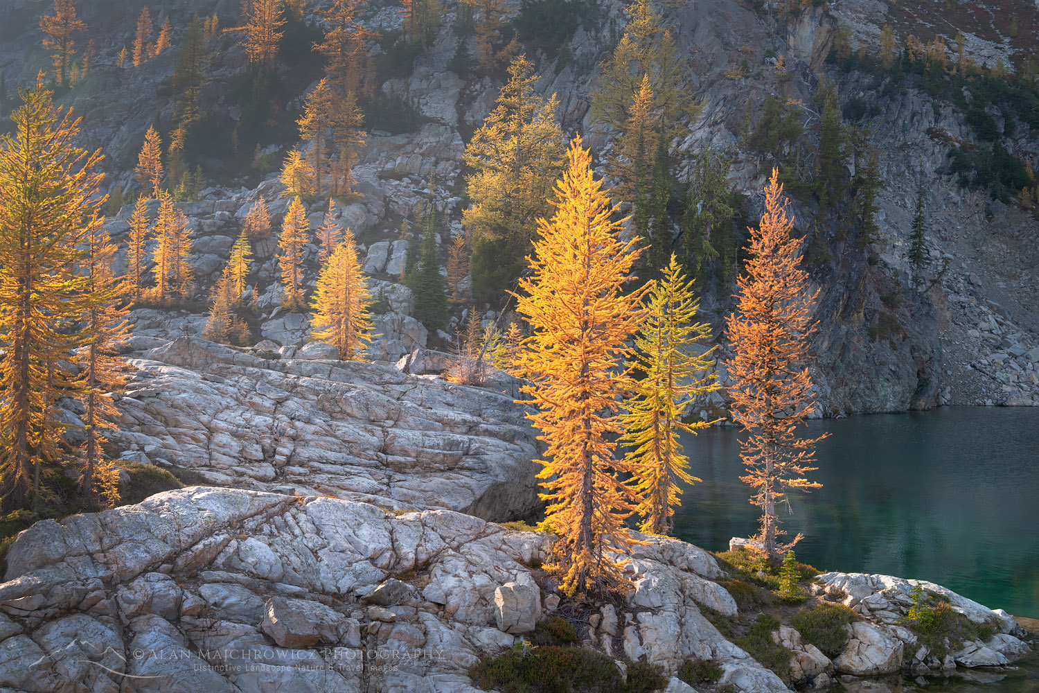 Subalpine Larches (Larix lyallii) in golden autumn color. Stiletto Lake, North Cascades National Park Washington #70252