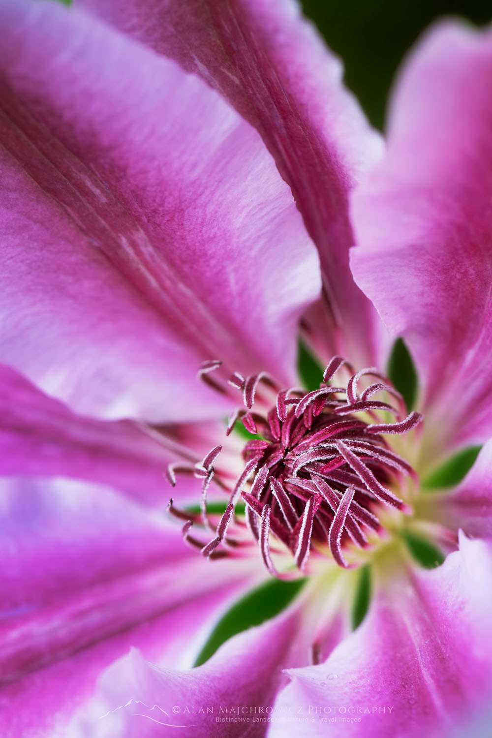 Pink Clematis #68425