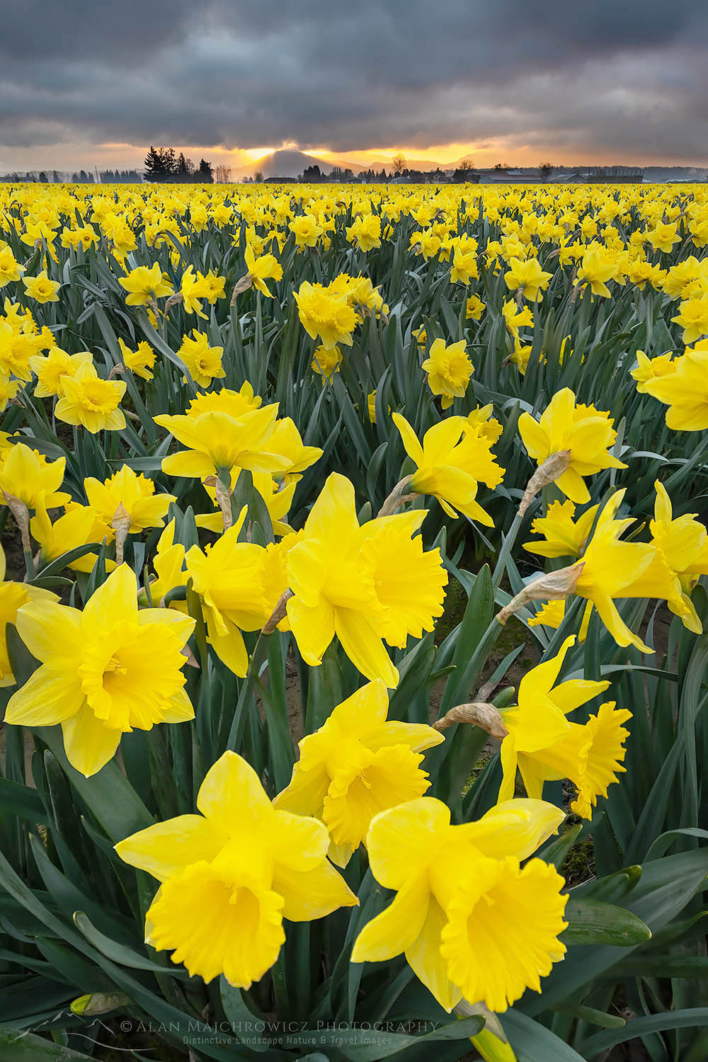 Skagit Valley Daffodils #68341