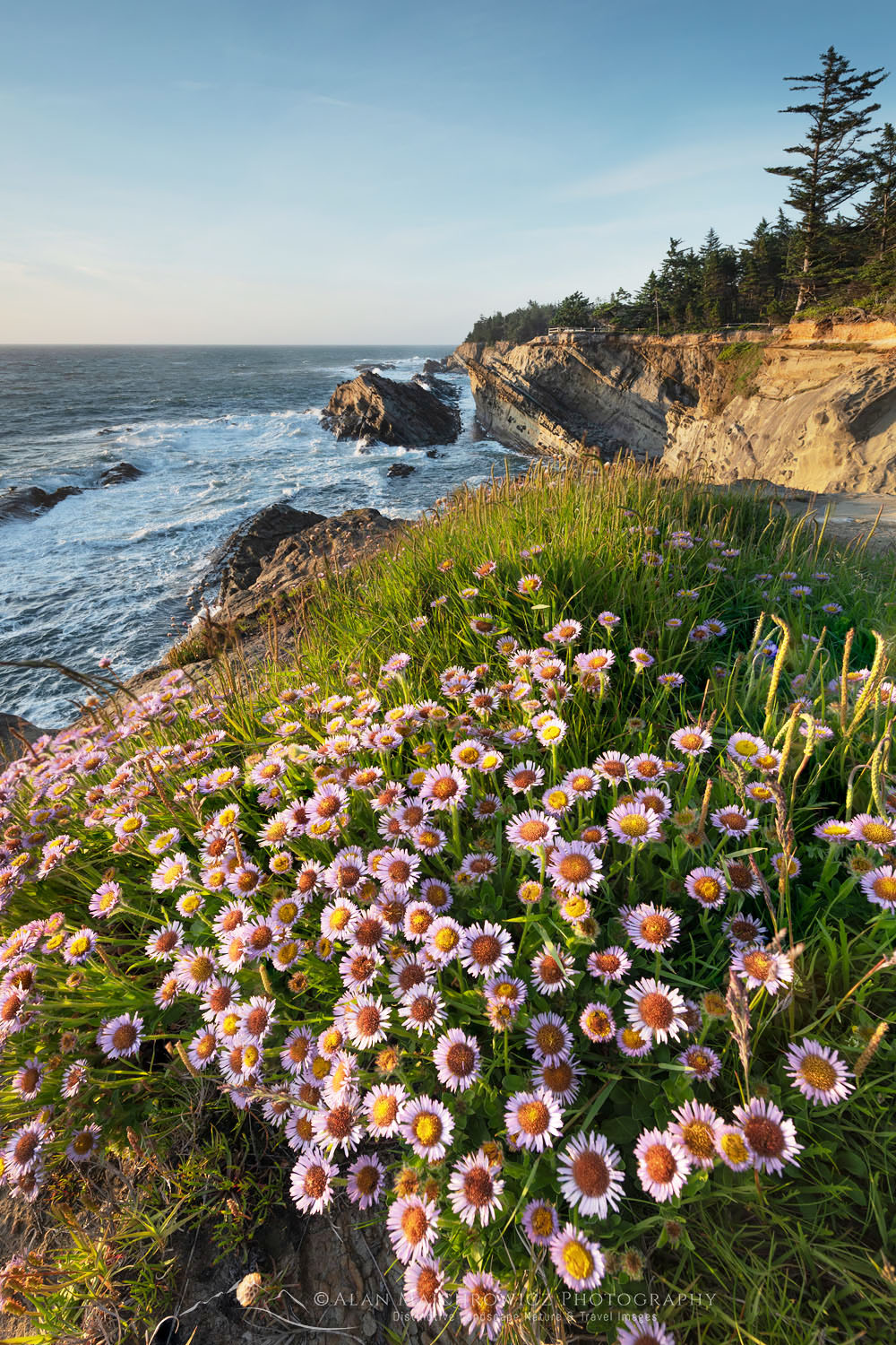 Wildflowers on headland of Shore Acres State Park Oregon