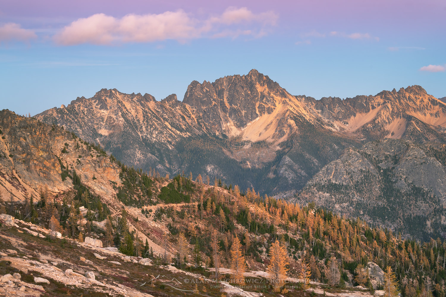 Subalpine Larches (Larix lyallii) in golden autumn color at Cutthroat Pass. Siver Star Mounrtain is in the distance. North Cascades Washington #70413