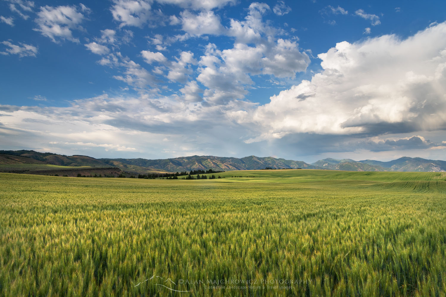 Wheat Fields, Snake River Plain SE Idaho #69000