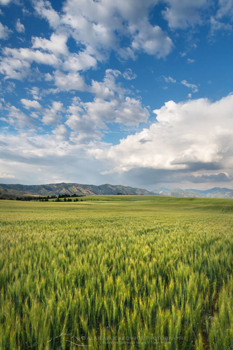 Wheat Fields Snake River Plain SE Idaho - Alan Majchrowicz Photography