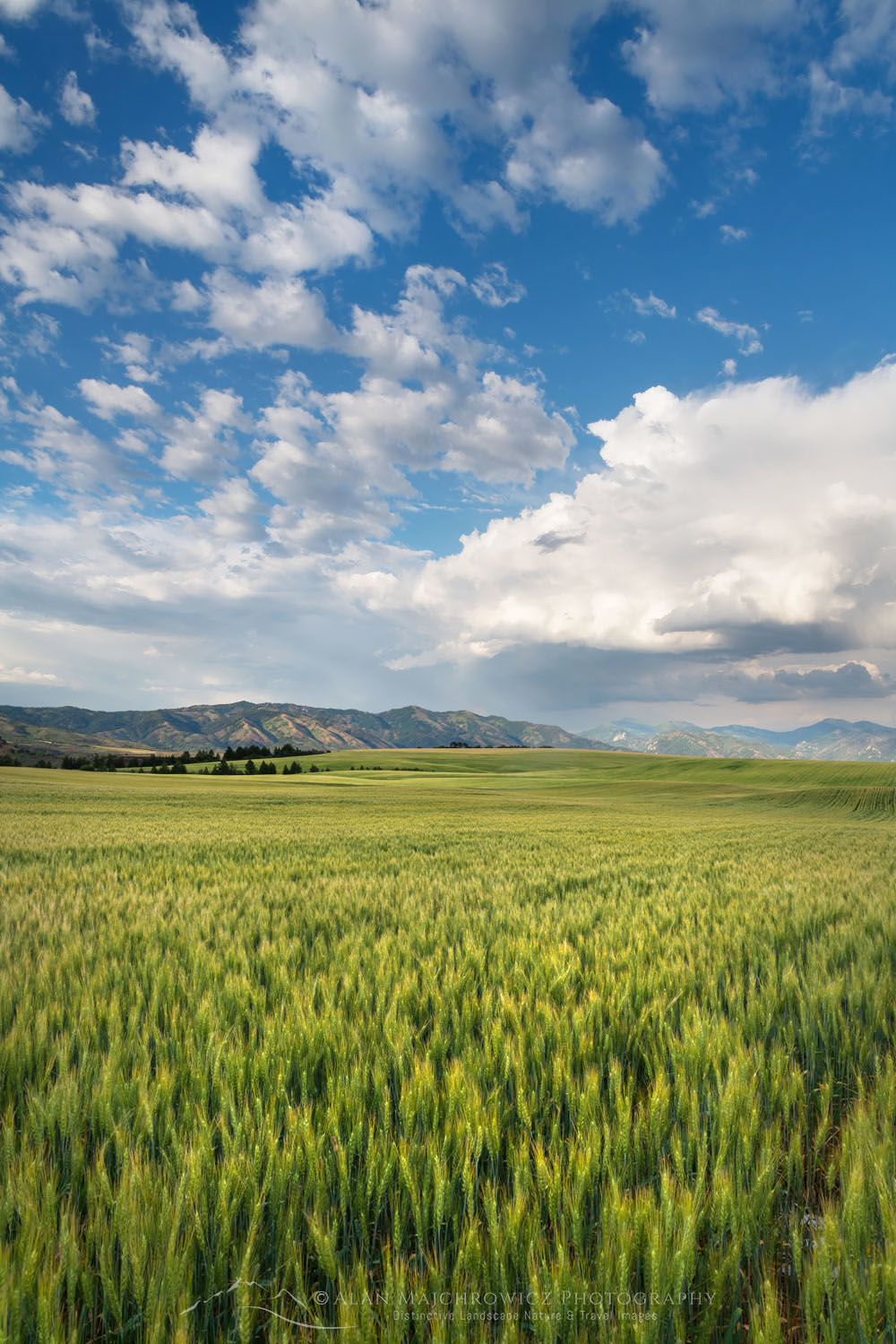 Wheat Fields Snake River Plain SE Idaho