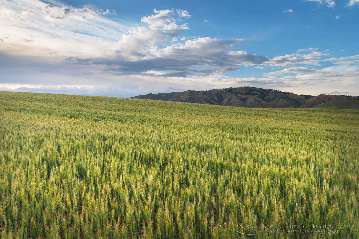 Wheat Fields, Snake River Plain SE Idaho #69003