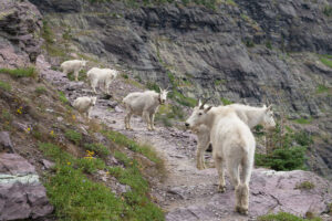 Mountain Goats (Oreamnos americanus) on Comeau Pass Trail, Glacier National Park Montana