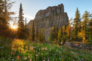 Wildflower meadows at sunset. Boulder Pass, Glacier National Park Montana
