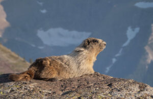 Hoary Marmot (Marmota caligata) Glacier National Park