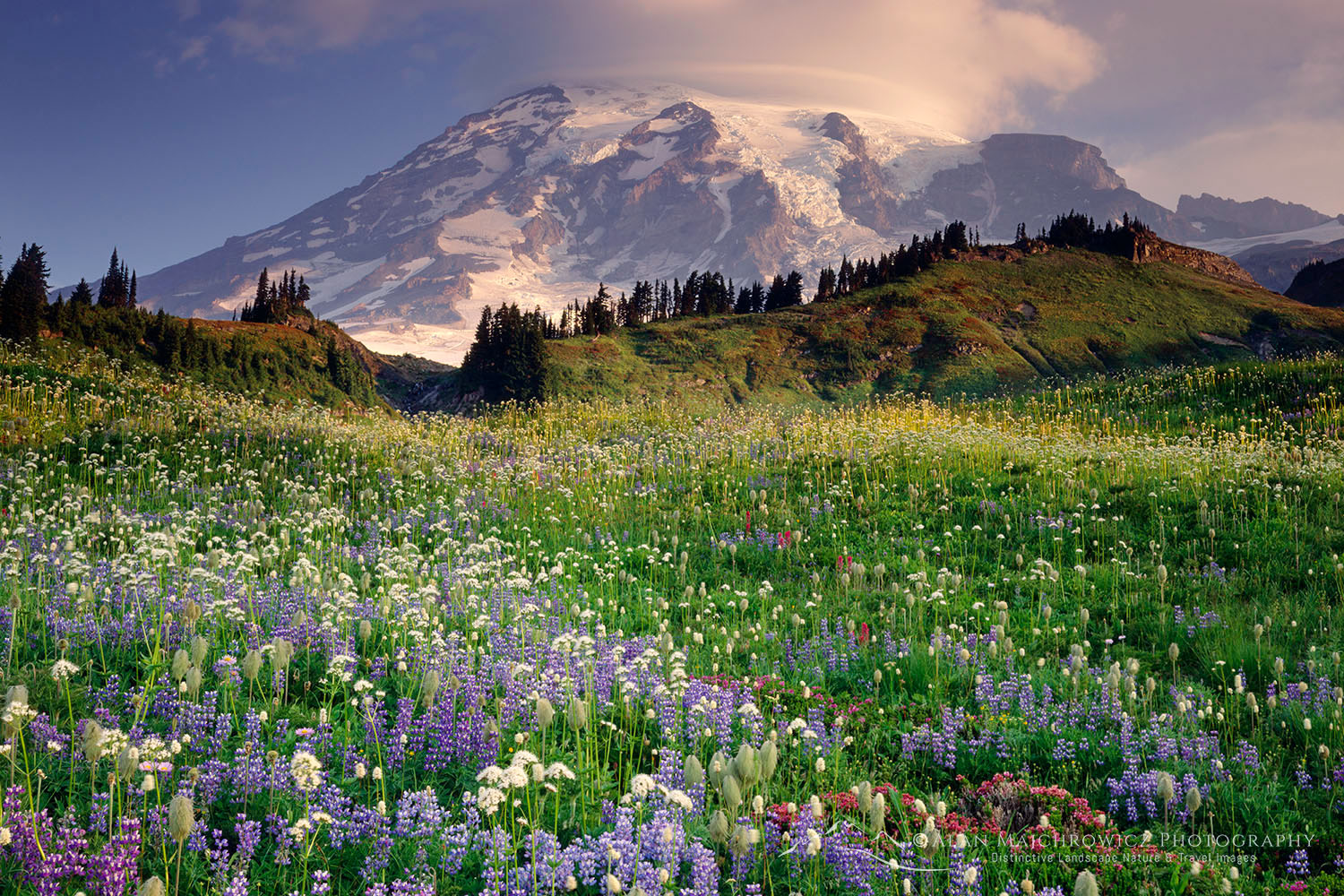 Wildflowers at Mt. Rainier National Park in midsummer, Washington