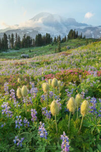 Paradise Wildflower Meadows Mount Rainier