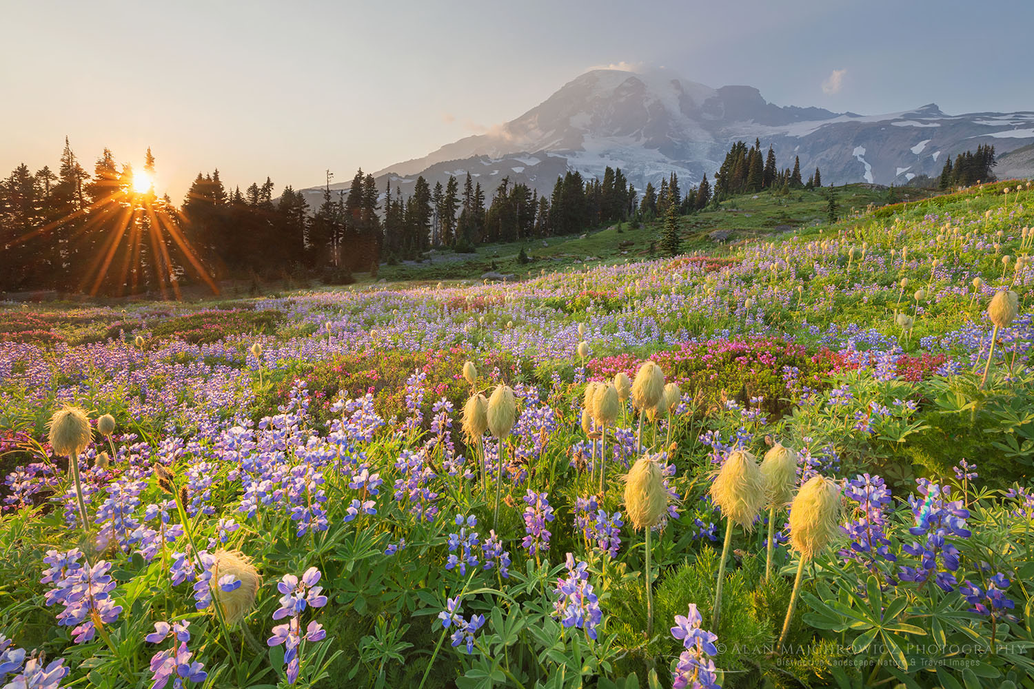 Wildflower Photo | Sunset Photo | Illinois Prairie | Sunset Photography |  Flower Photography | Flower Photograph | Sunset Photograph | Digital