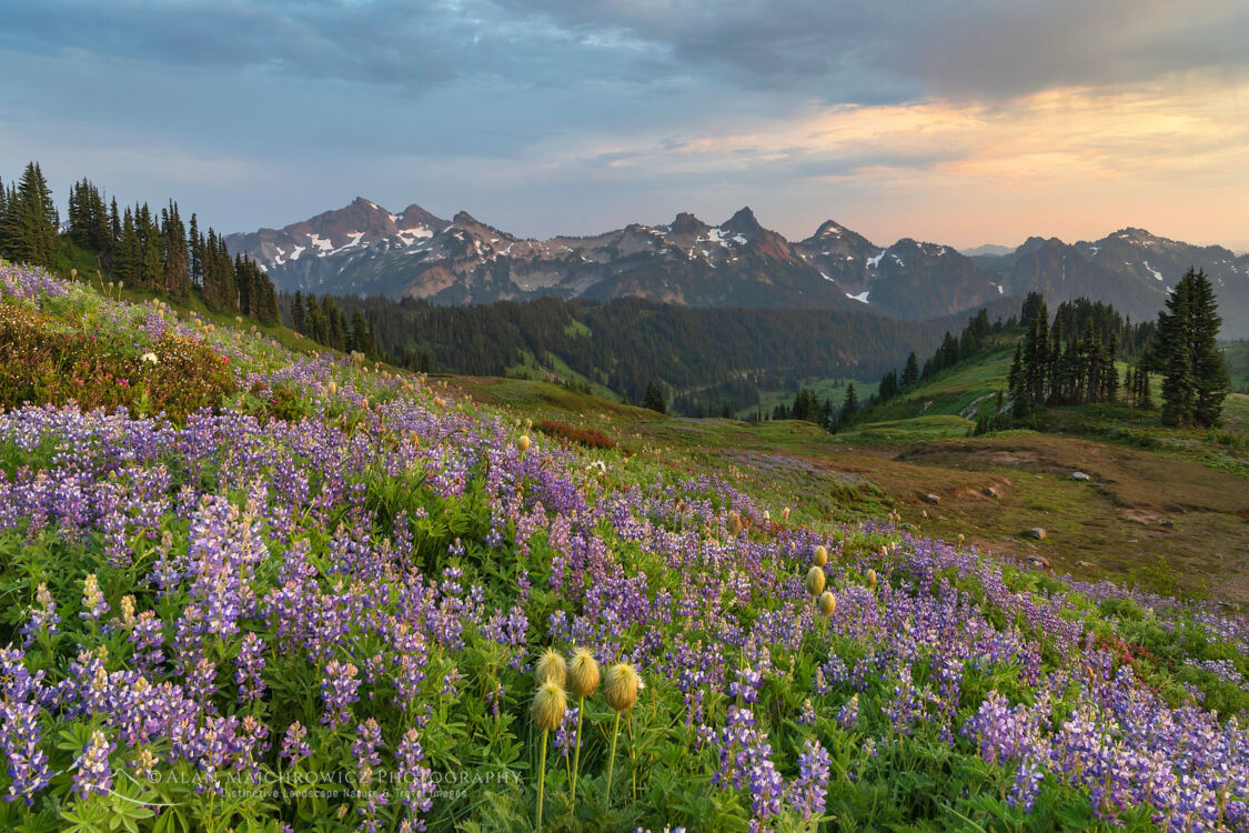 Photographing In Paradise Meadows Mount Rainier - Alan Majchrowicz