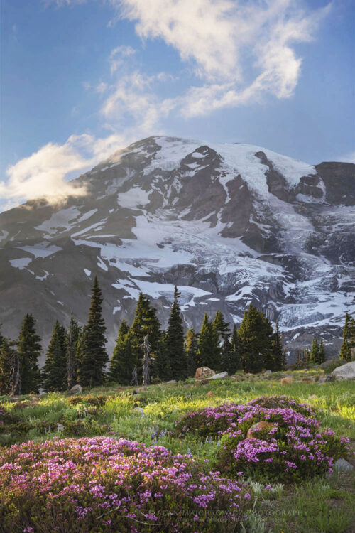 Paradise Meadows Mount Rainier Photography Trip Planning