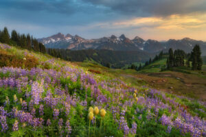 Tatoosh Range with a mixture of Broadleaf Lupines, and Western Anenomes in the foreground. Mount Rainier National Park, Washington #73159or