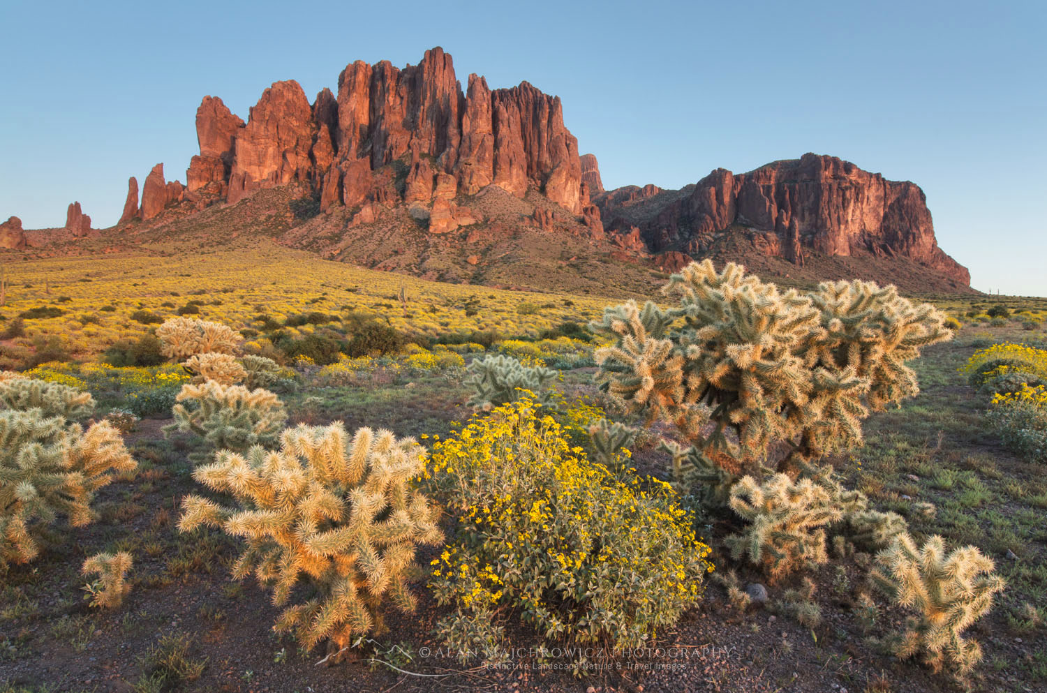 Superstition Mountains, Arizona, Jumping Cholla (Cylindropuntia fulgida) in the foreground