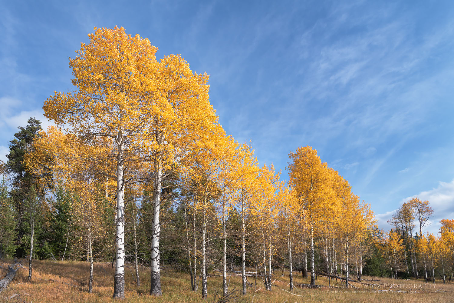 Aspens in fall color Grand Teton National Park