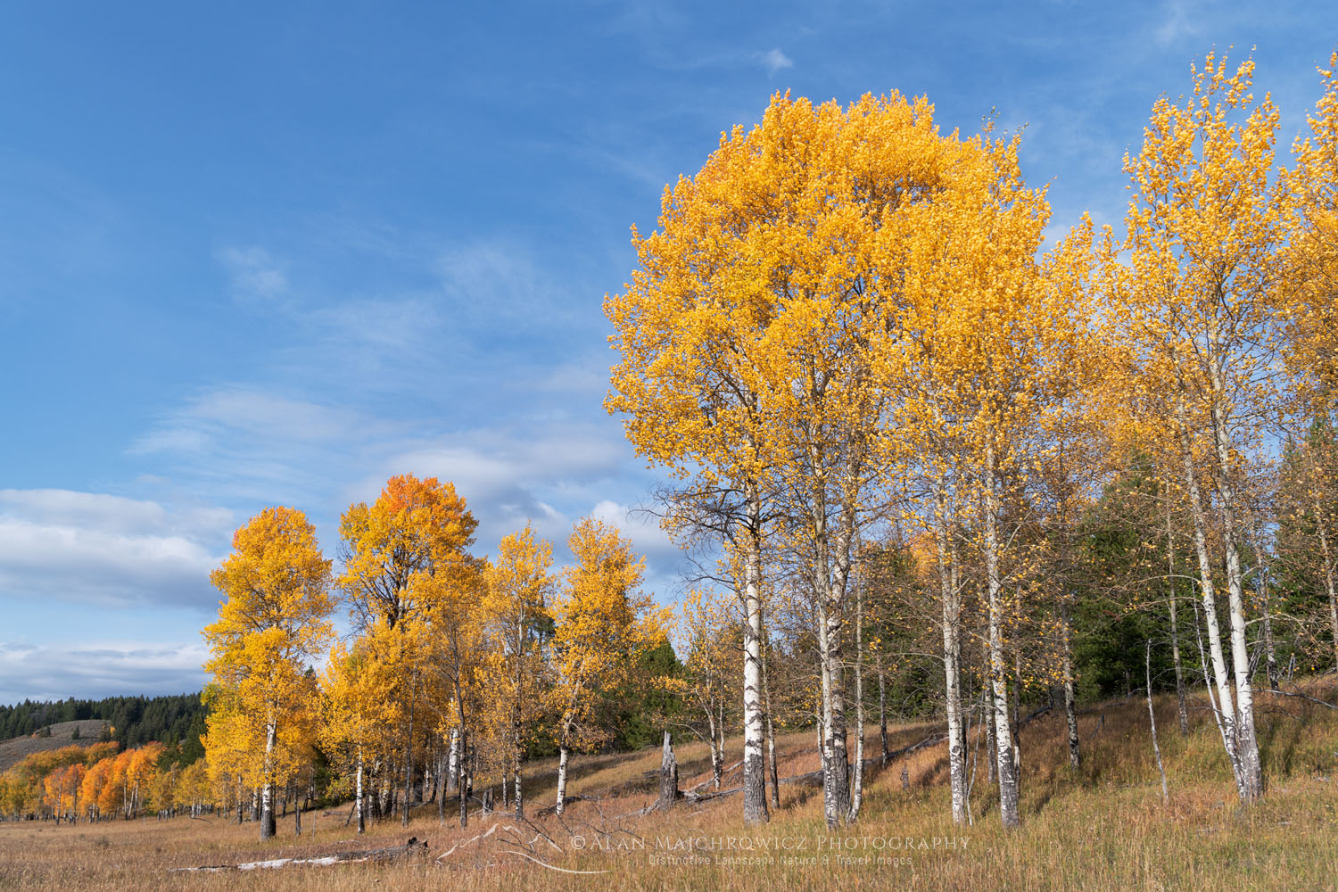 Aspens in golden fall color, Grand Teton National Park Wyoming #74051