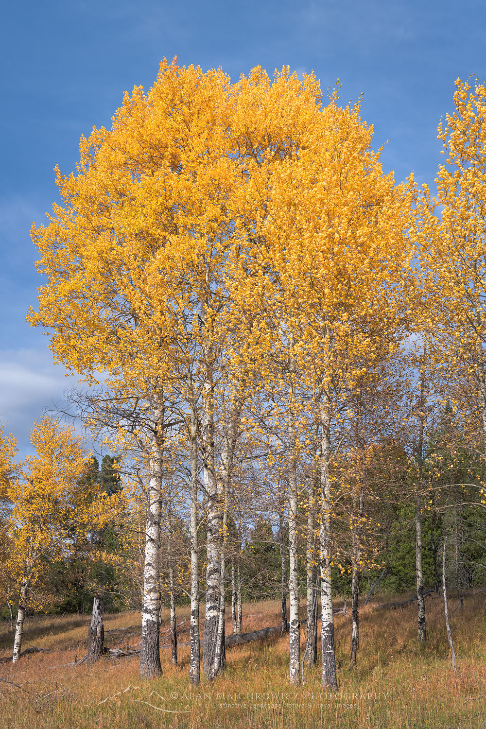 Aspens in golden fall color, Grand Teton National Park Wyoming #74053