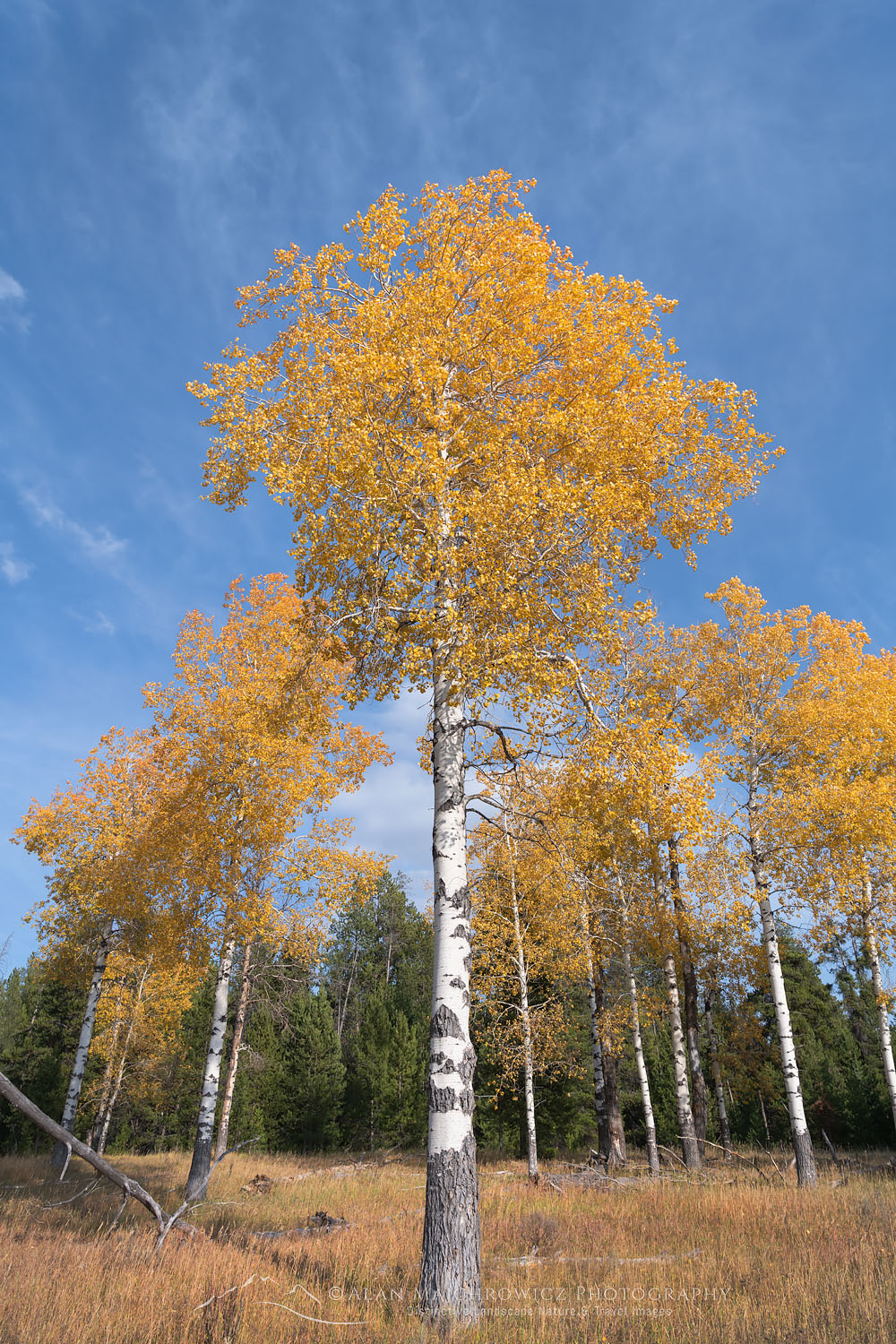 Aspens in golden fall color, Grand Teton National Park Wyoming #74054