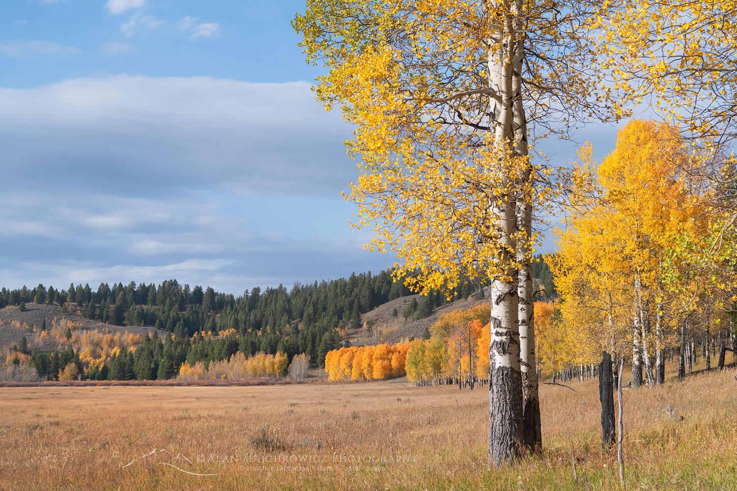 Aspens in golden fall color, Grand Teton National Park Wyoming #74060