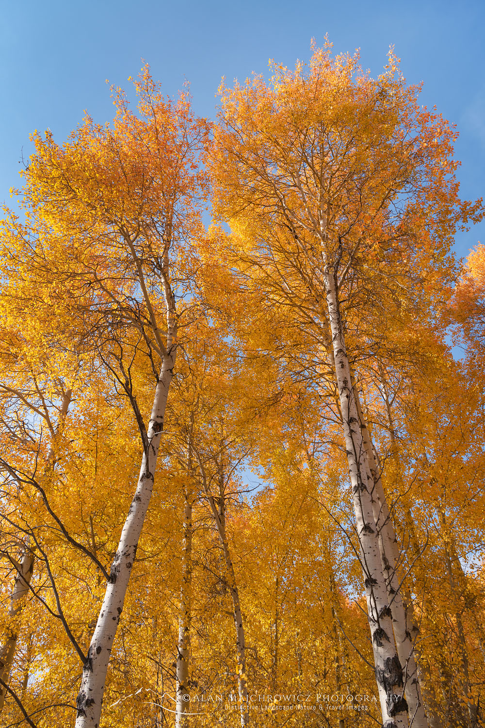 Aspens in golden fall color, Grand Teton National Park Wyoming #74063