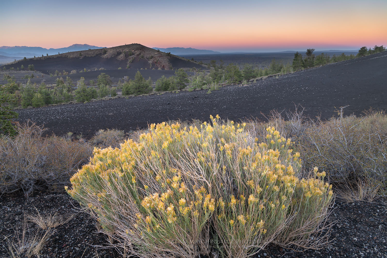 Rabbitbrush, Craters of the Moon National Monument #73739