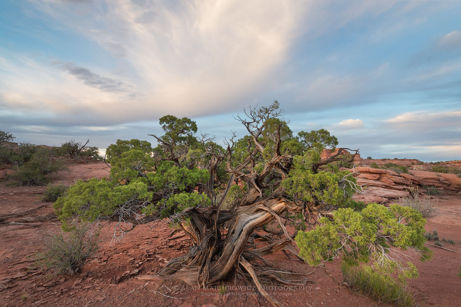 Utah Juniper (Juniperus osteosperma) Canyonlands National Park Utah #74526