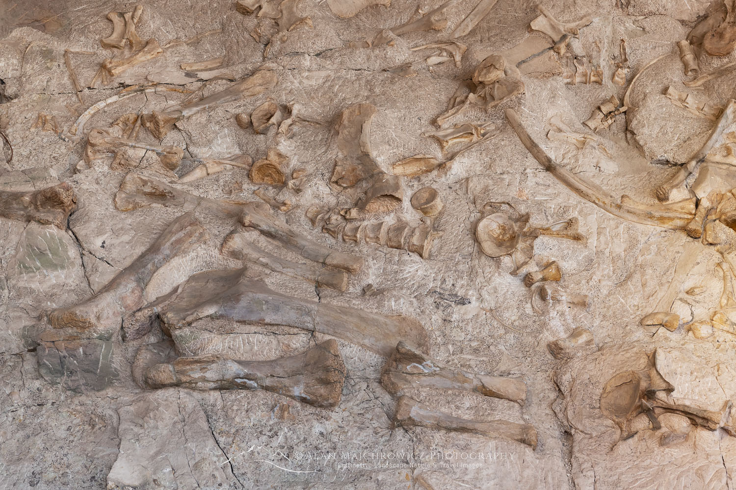 Fossilized dinosaur bones exposed in hillside excavation and enclosed in Quarry Exhibit Hall. Dinosaur National Monument Utah #74275