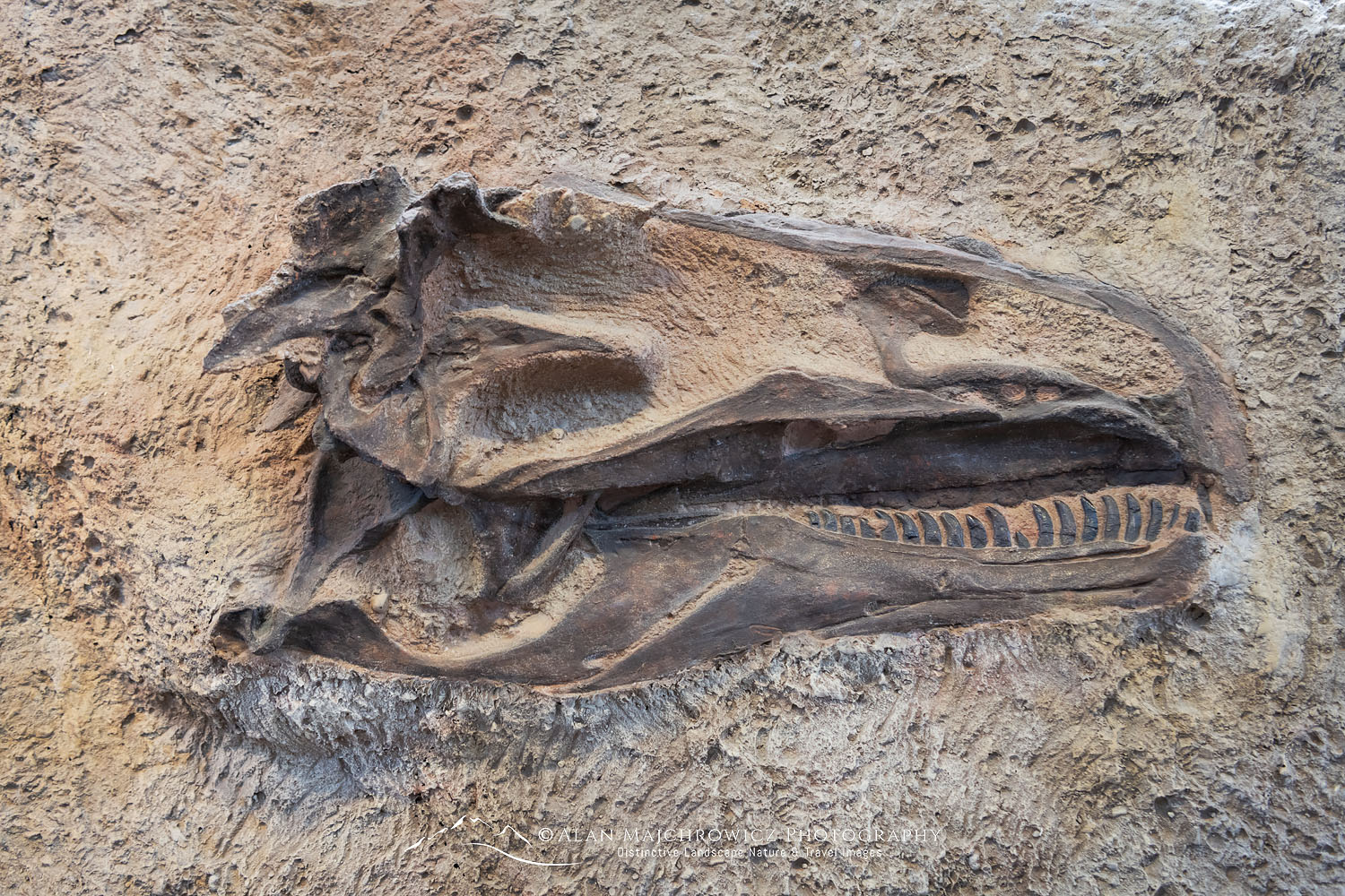 Fossilized dinosaur bones exposed in hillside excavation and enclosed in Quarry Exhibit Hall. Dinosaur National Monument Utah #74277