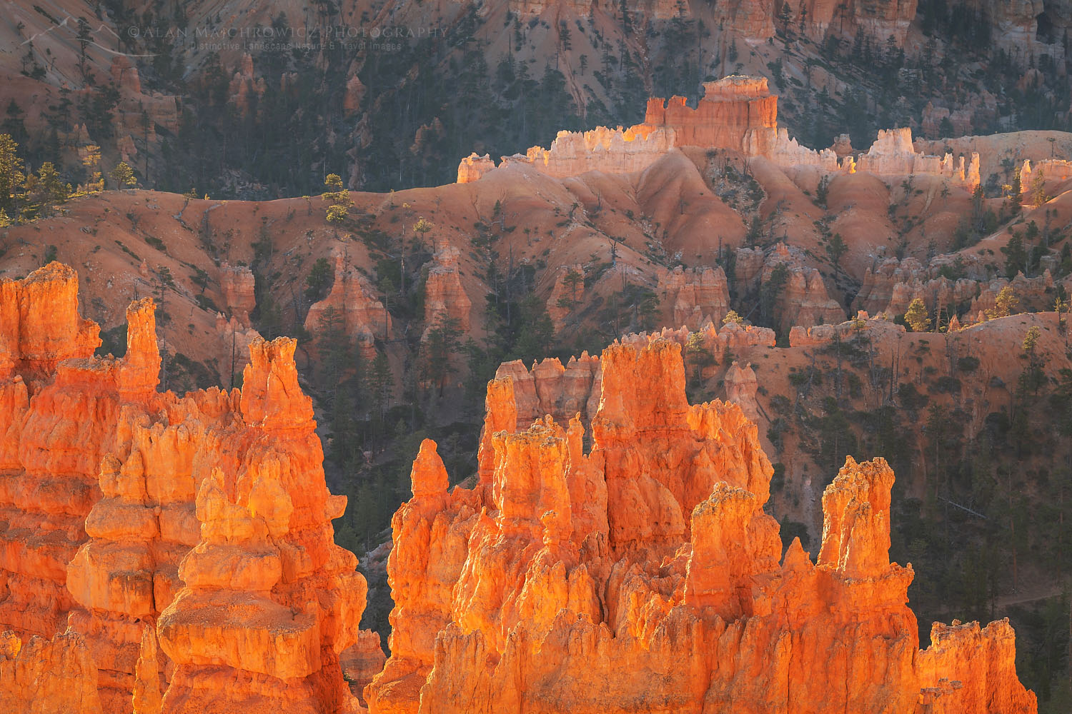 Colorful hoodoos glowing in morning light, seen from Sunrise Point, Bryce Canyon National Park, Utah #76526