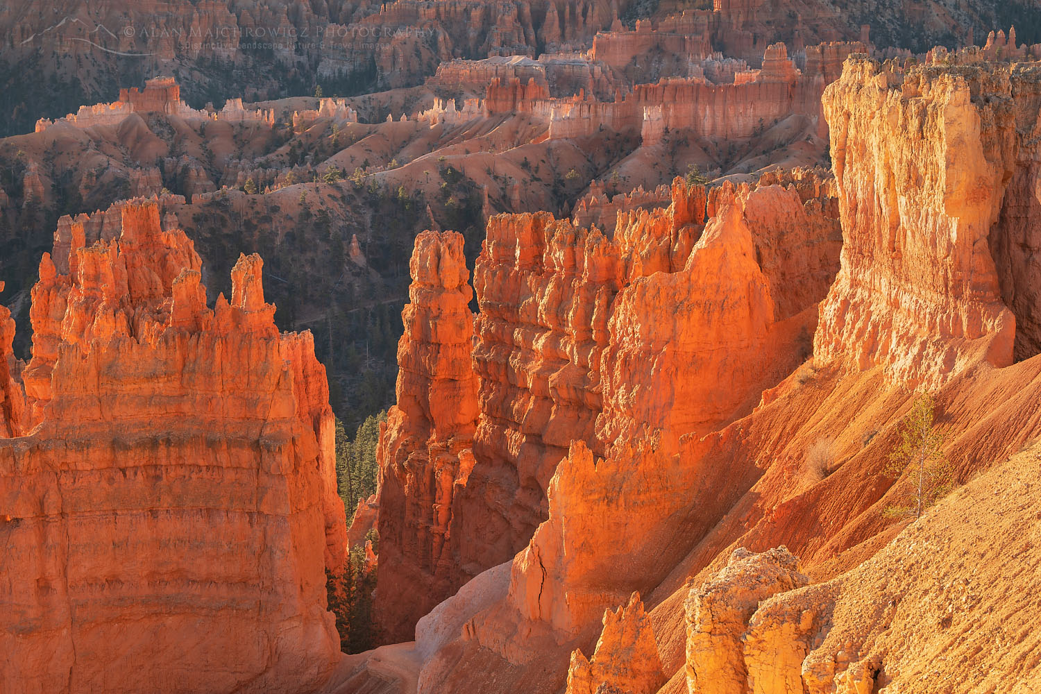 Colorful hoodoos glowing in morning light, seen from Sunrise Point, Bryce Canyon National Park, Utah #76532
