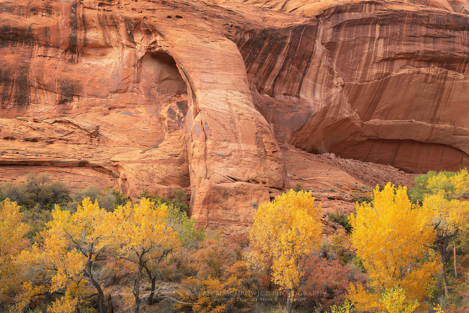 Cliff Arch with cottonwood trees in autumn color. Coyote Gulch Glen Canyon National Recreation Area #76231