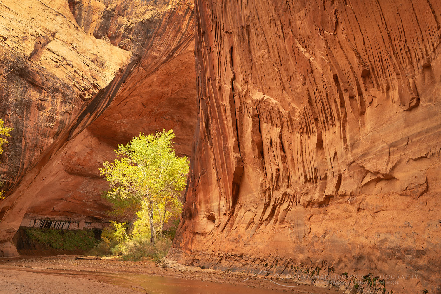 Cottonwood tree in Coyote Gulch, Glen Canyon National Recreation Area Utah #75991