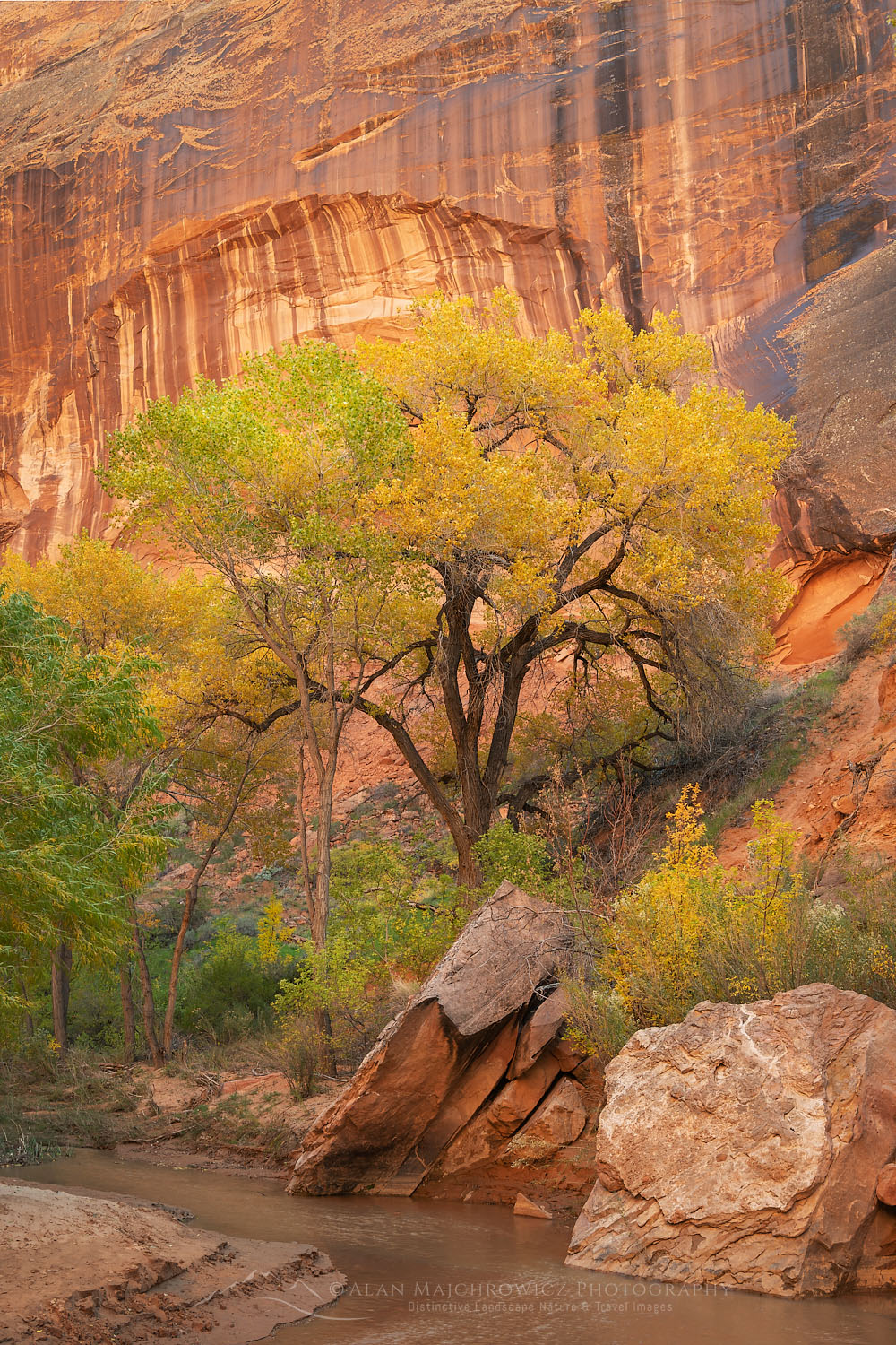 Cottonwood tree in Coyote Gulch, Glen Canyon National Recreation Area Utah #76079