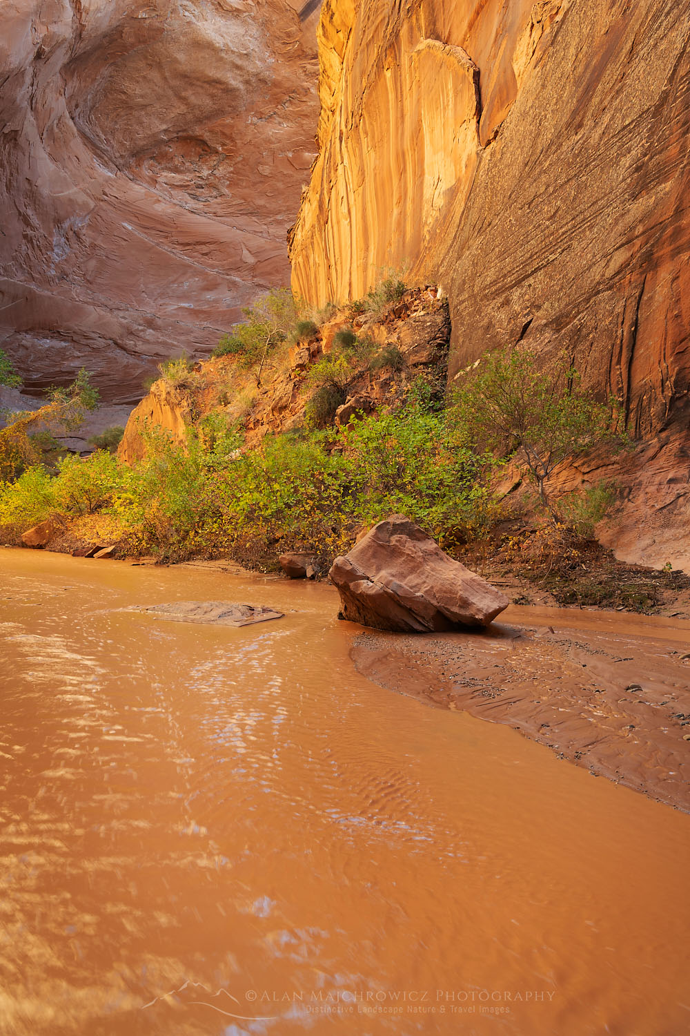Steam flowing through canyon of Coyote Gulch, Glen Canyon National Recreation Area Utah #76324