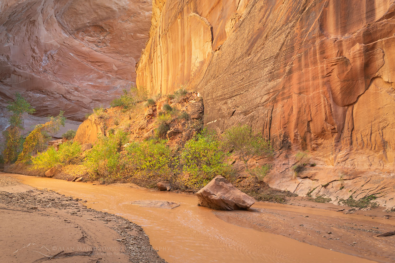 Steam flowing through canyon of Coyote Gulch, Glen Canyon National Recreation Area Utah #76325
