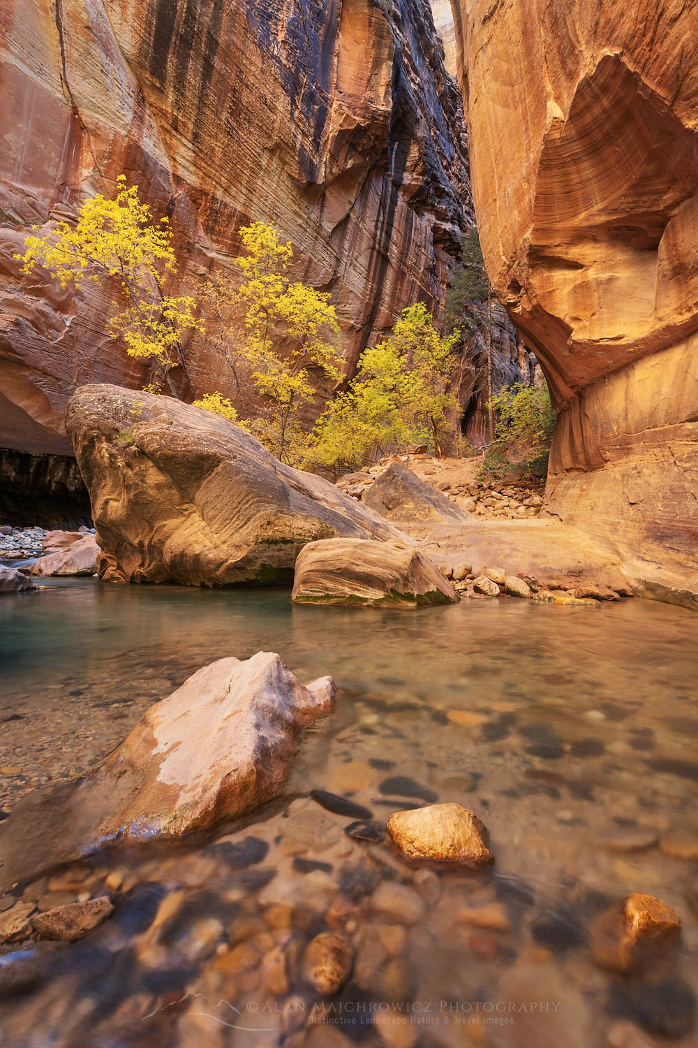 Fall color in Zion Canyon Narrows Zion National Park Utah #76911