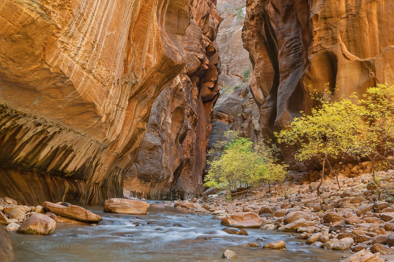 Fall color in Zion Canyon Narrows Zion National Park Utah #76928