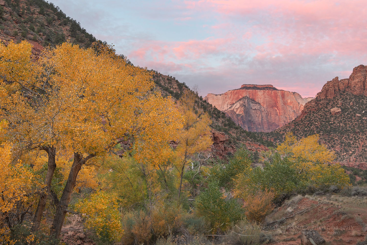 Fall color Zion National Park, West Temple is in the distance. Utah #76556