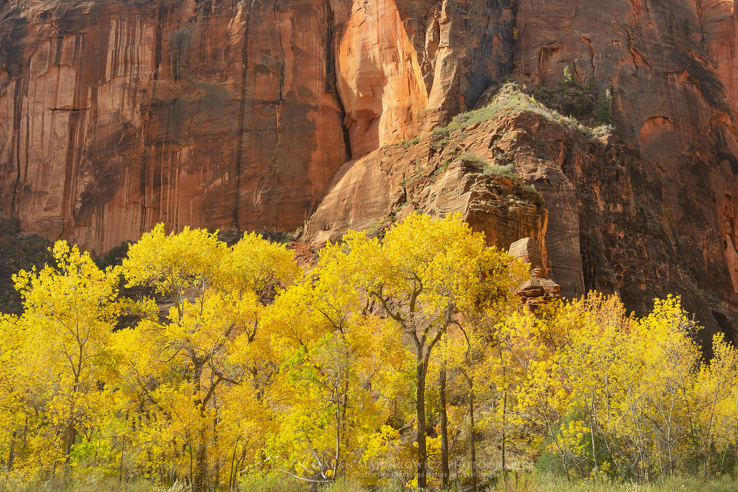 Cottonwood treea in fall color Zion National Park Utah #76585