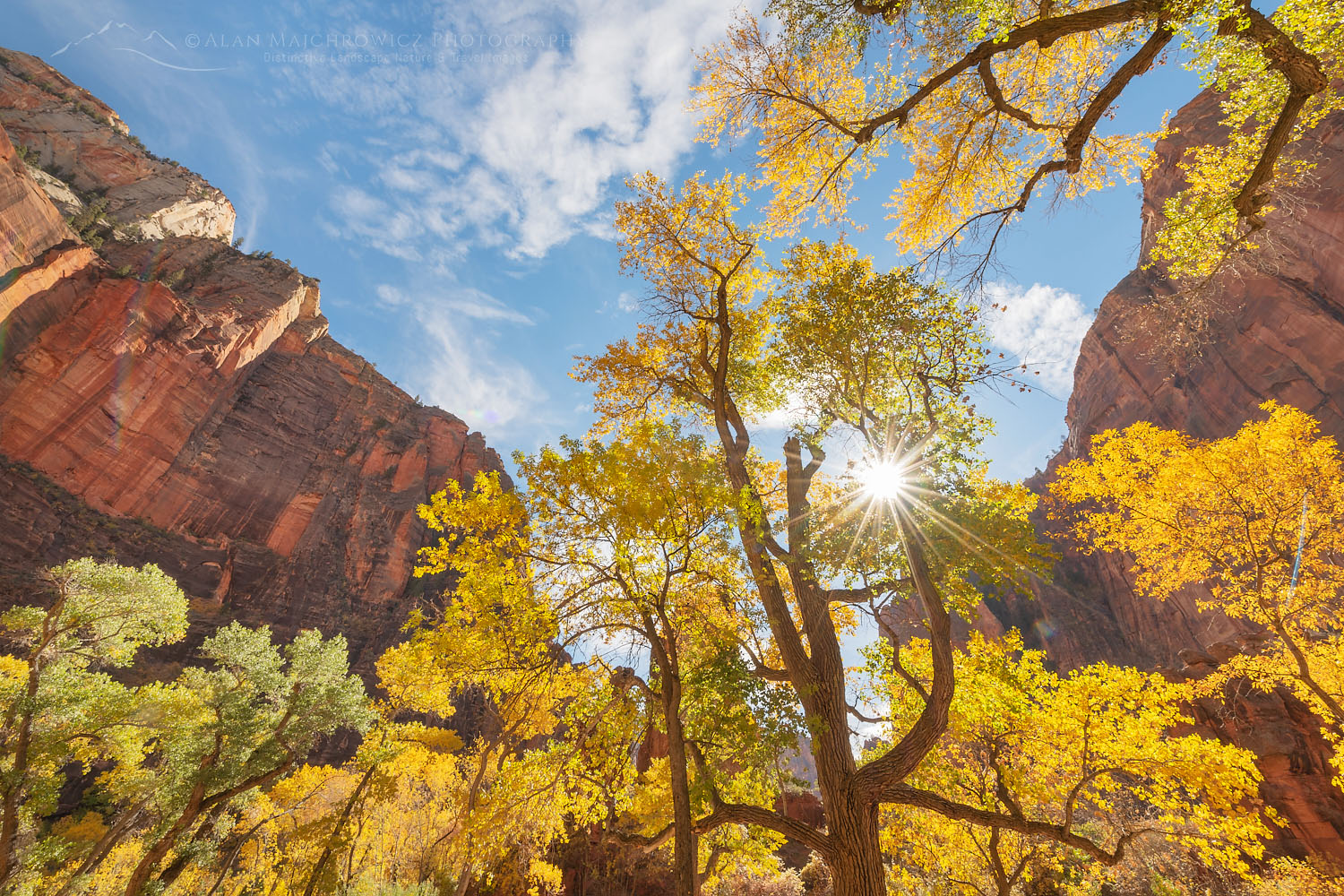 Cottonwood trees in fall color Zion National Park Utah